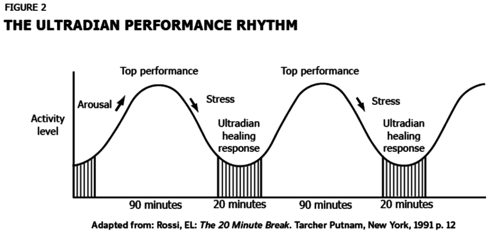 the ultradian performance rhythm